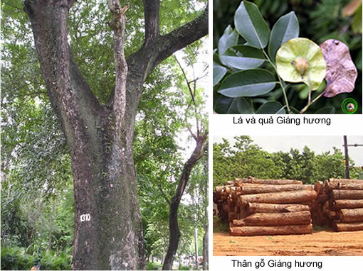 Địa chỉ cung cấp cầu thang gỗ hương uy tín nhất Địa chỉ cung cấp cầu thang gỗ hương uy tín nhất